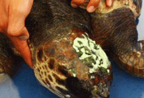 Caretta Caretta'ya ameliyat