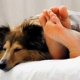 Köpeğinize alerjiniz mi var?