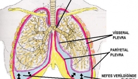Akciğerlerin Anatomi Ve Fonksiyonları