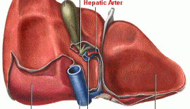 Amebik Karaciğer Absesi