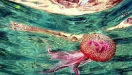 Amipli Dizanteriden Korunma