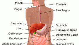 Apandisit Sebebi Nedir?
