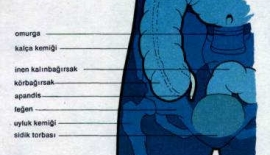 Apandisitte Dikkat Edilmesi Gereken Durumlar