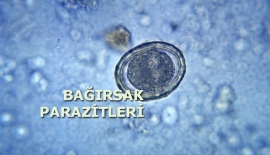 Barsak Parazitleri