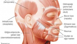 Baş Ağrısı Belirtileri