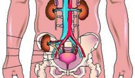 Böbrek Hastalıkları Ve Cinsel Fonksiyon Bozuklukları