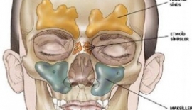 Burun Sinüsleri Nerede Bulunurlar?