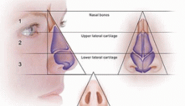 Burunun Yapısı Ve Burun Kırılması