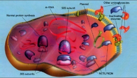 Cerrahi Enfeksiyonlar