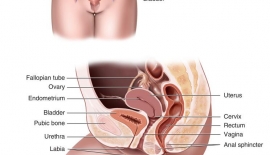 Chlamydial Enfeksiyonlar