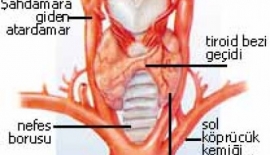 Guatr Sebepleri