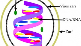 Tiroid Kanseri Tipleri