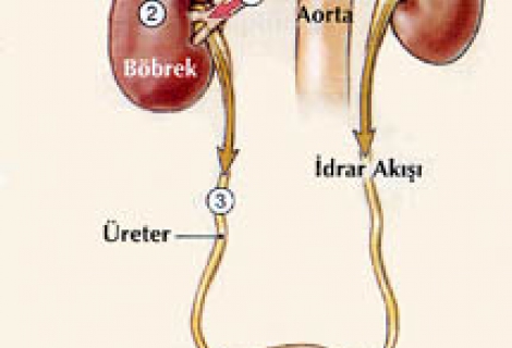 Boşaltım Sisteminde (böbreklerde) Görülen Hastalıklar Nelerdir?