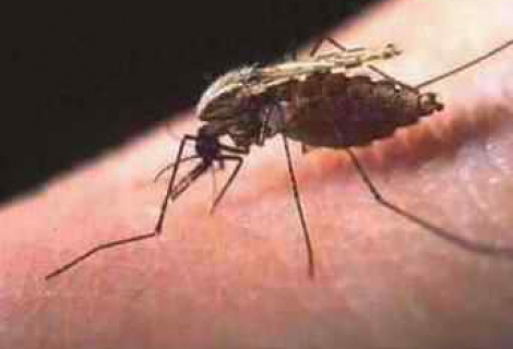 Bruselloz İnsandan İnsana Bulaşır Mı ?