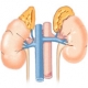 Adrenal Bez Hastalıkları