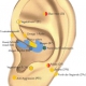 Akupunkturda Kulağın Önemi