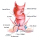 Crohn Hastalığı