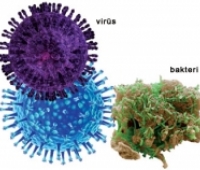 Bakteri İle Virüs Arasındaki Fark Nedir?