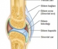 Bir Eklemden Sıvı Akıtmak Ne Demektir?