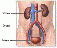 Böbrek Hastalığı
