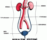 Boşaltım Sistemi