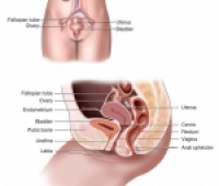 Chlamydial Enfeksiyonlar