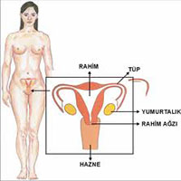 Kadın Hastalıkları ve Doğum Doktorları